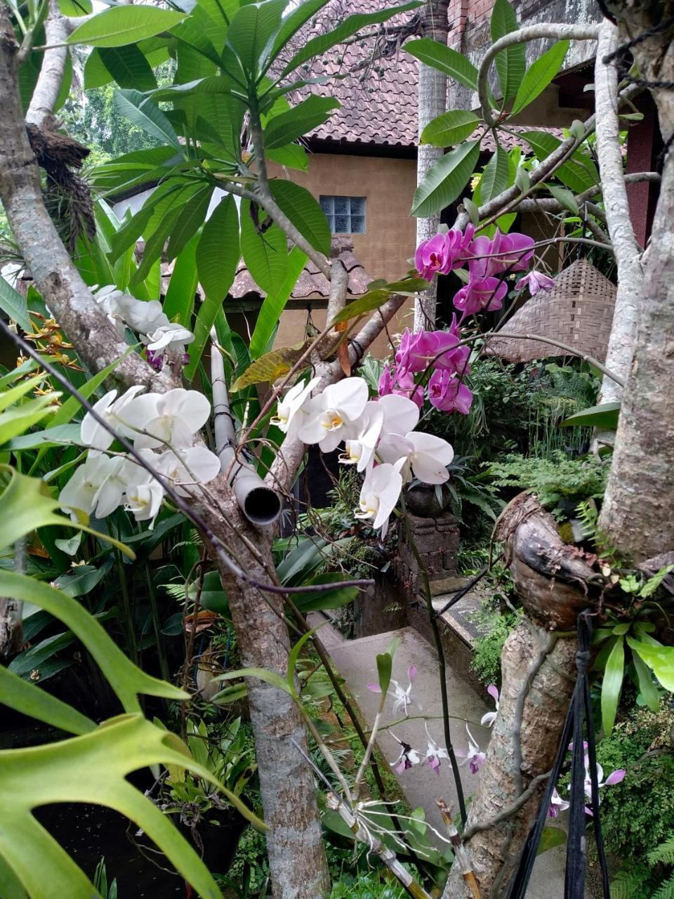 Umah Ubud Guest House Екстериор снимка